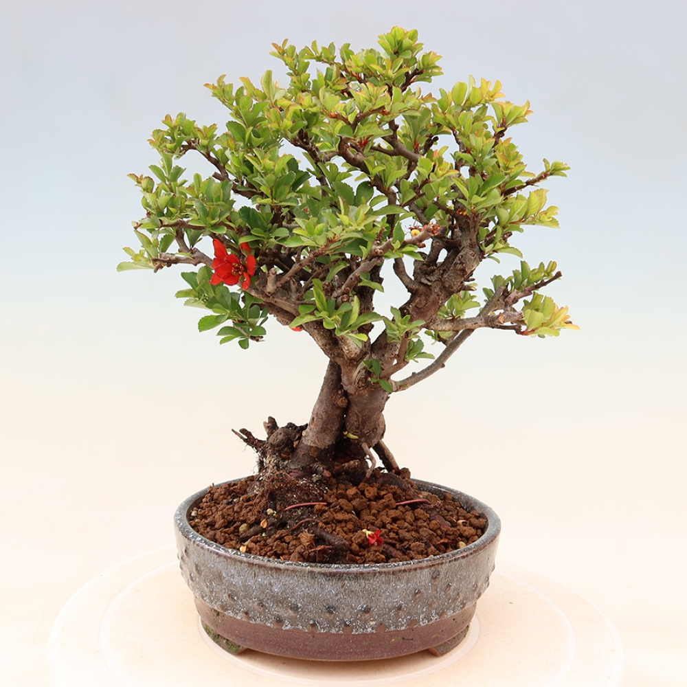 Vonkajší bonsaj - Chaneomeles speciosa Chojubai