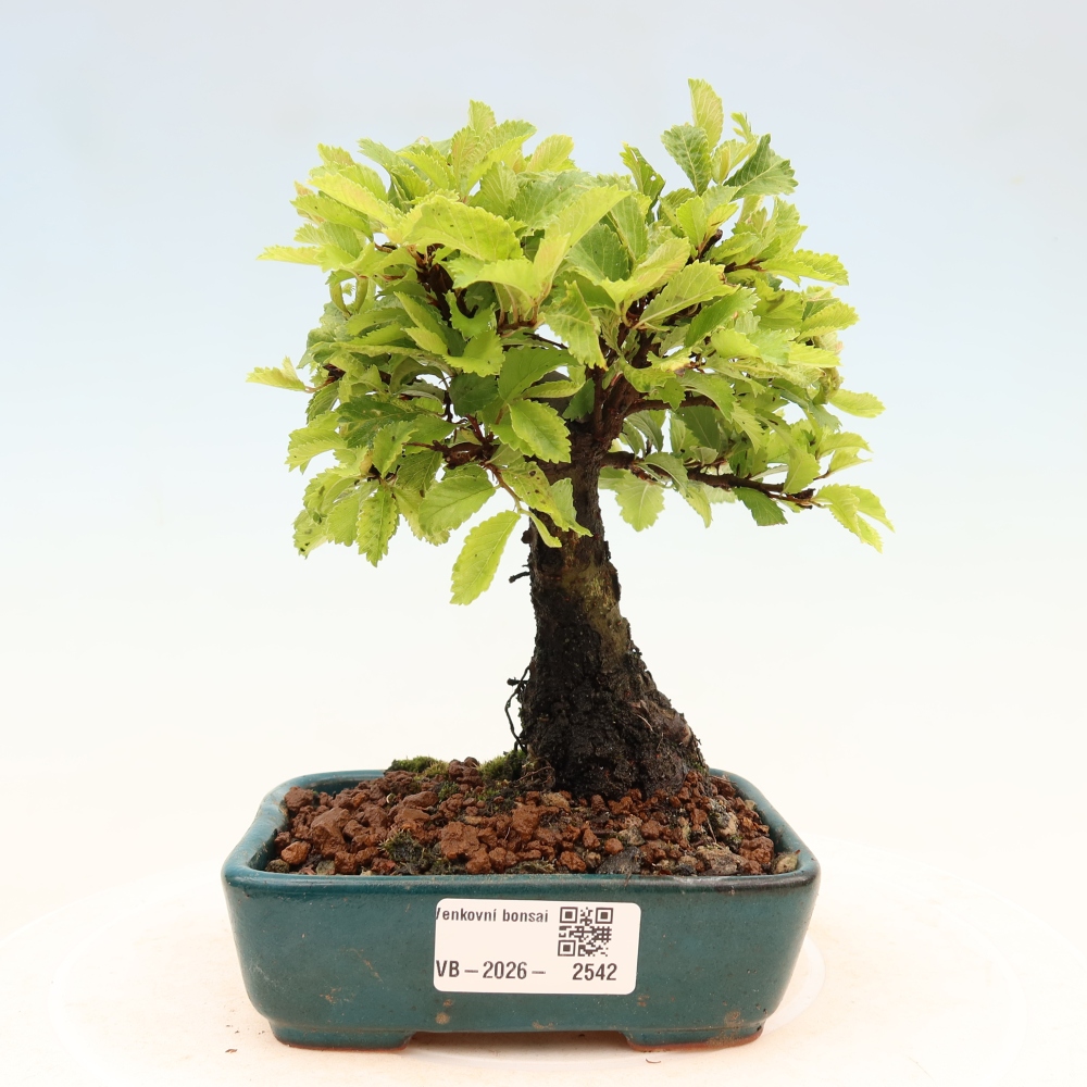 Vonkajšie bonsaje - Zelkova - Zelkova NIRE