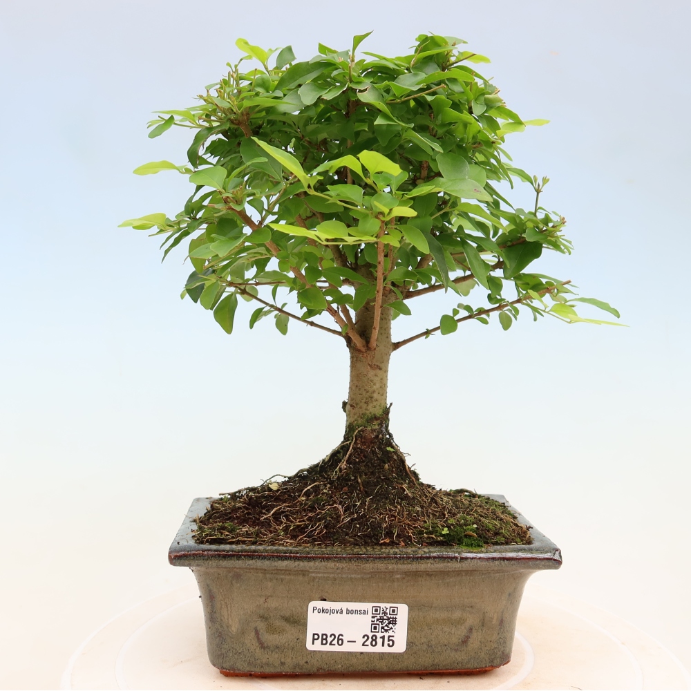 Izbový bonsaj -Ligustrum chinensis - Vtáčí zobák