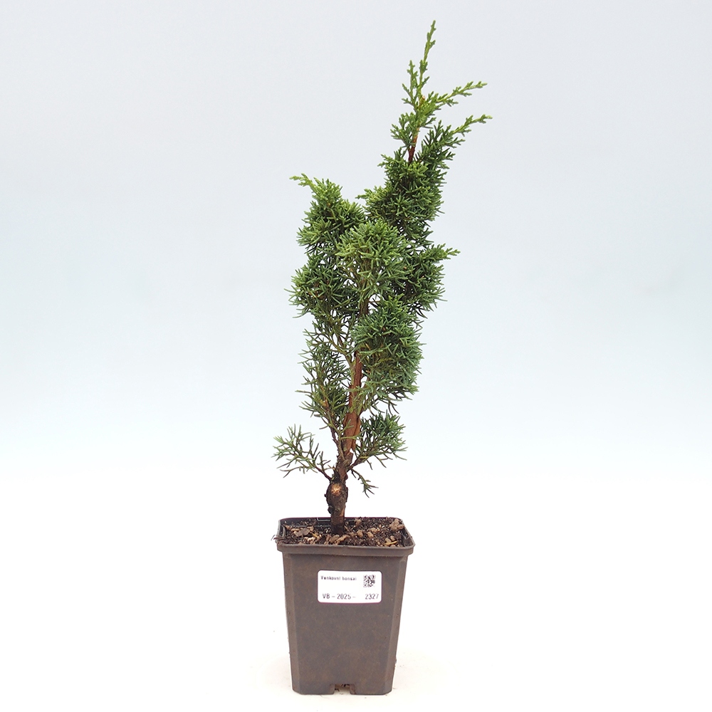 Vonkajšie bonsai - Juniperus chinensis Kishu -Jalovec čínsky
