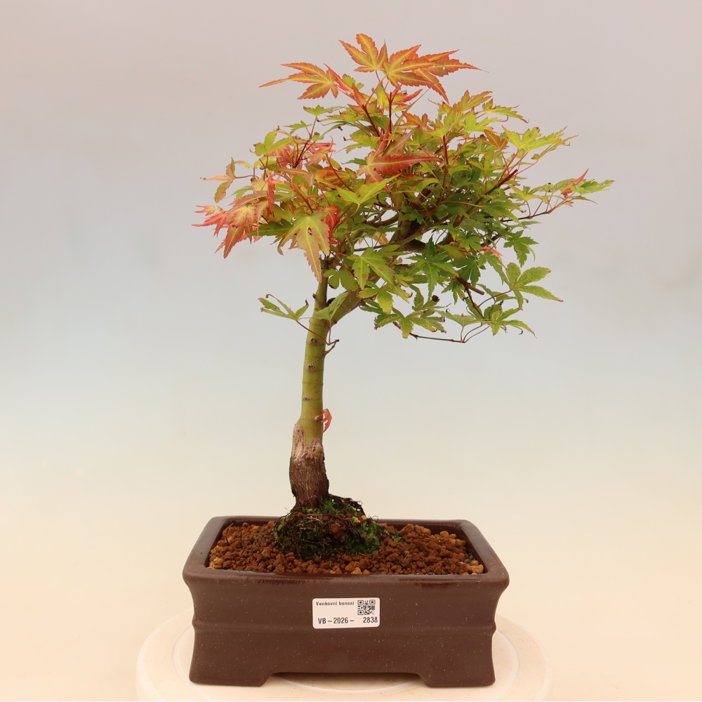 Javor poľný - Acer palmatum Beni Tsukasa