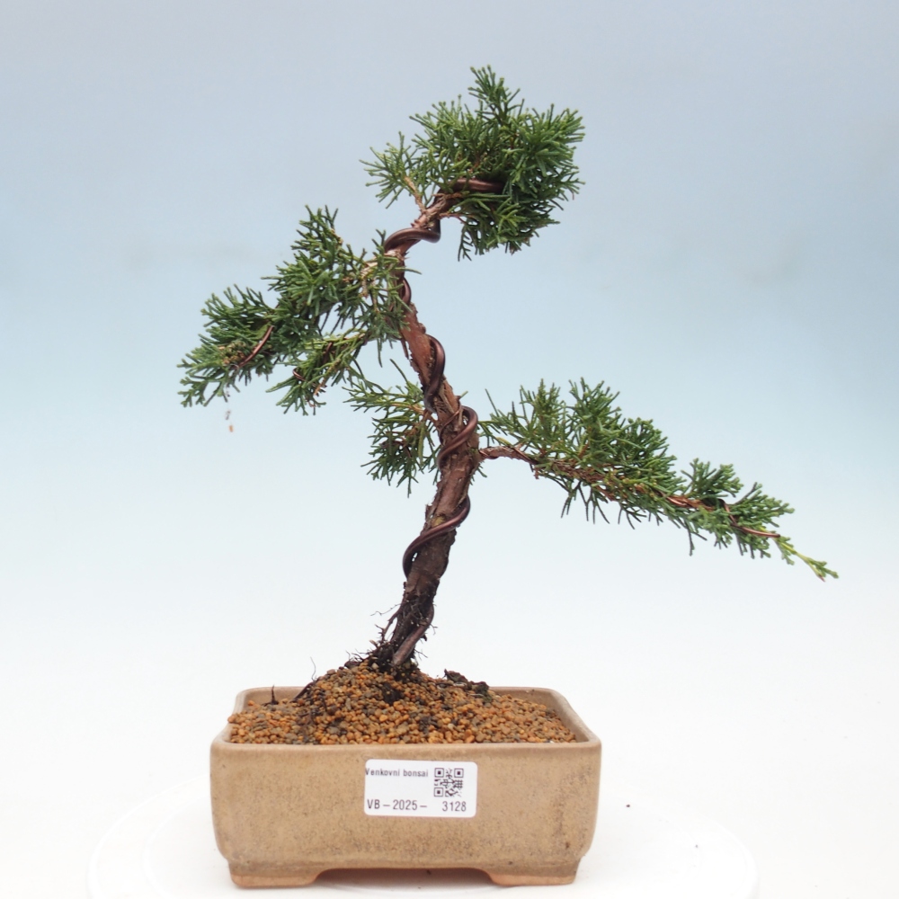 Vonkajší bonsai - Juniperus chinensis Kishu -Jalovec čínsky