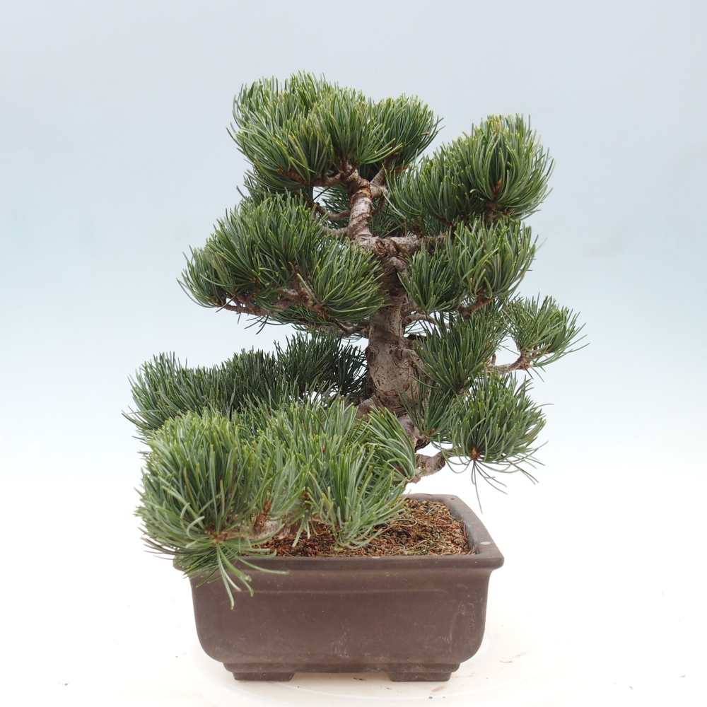Vonkajšie bonsai - Pinus parviflora - Borovica drobnokvetá