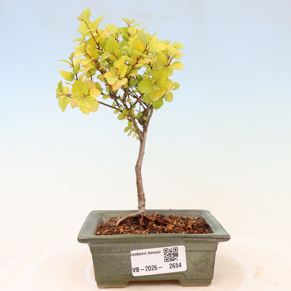 Vonkajší bonsai – trpasličia breza – Betula NANA Golden Treasure