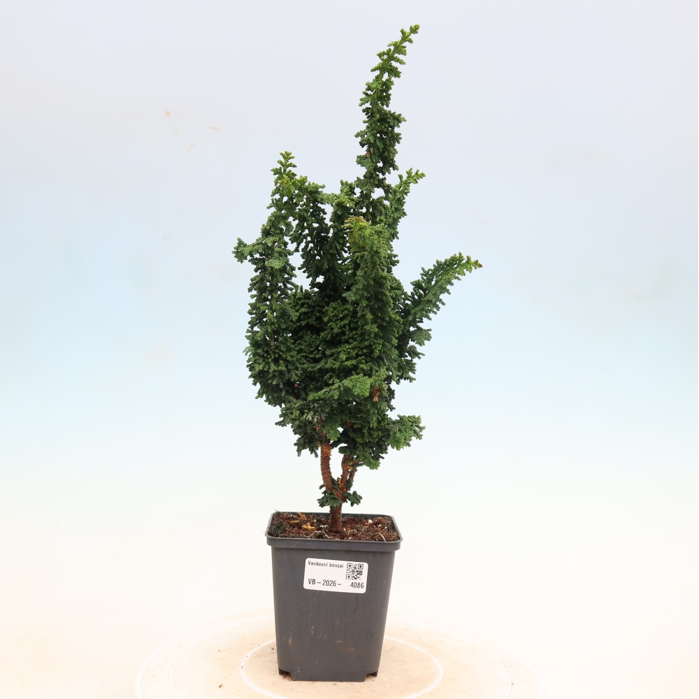 Vonkajší bonsaj - Cham. obtusa SEKKA HINOKI - Cypruštek