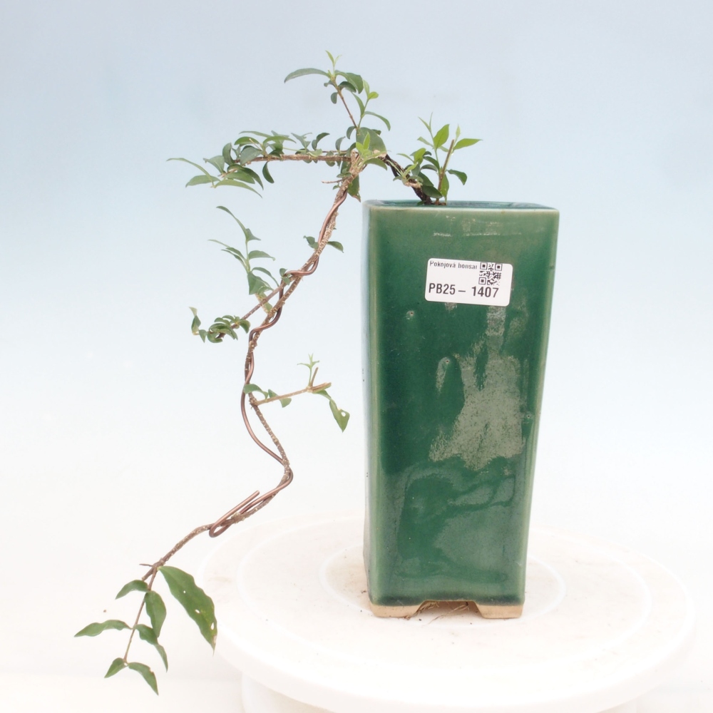 Izbová bonsai - Malpighia coccigera- Barbdorská čerešňa