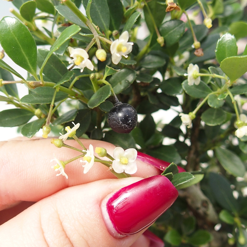 Izbový bonsaj - Ilex crenata - Cesmína