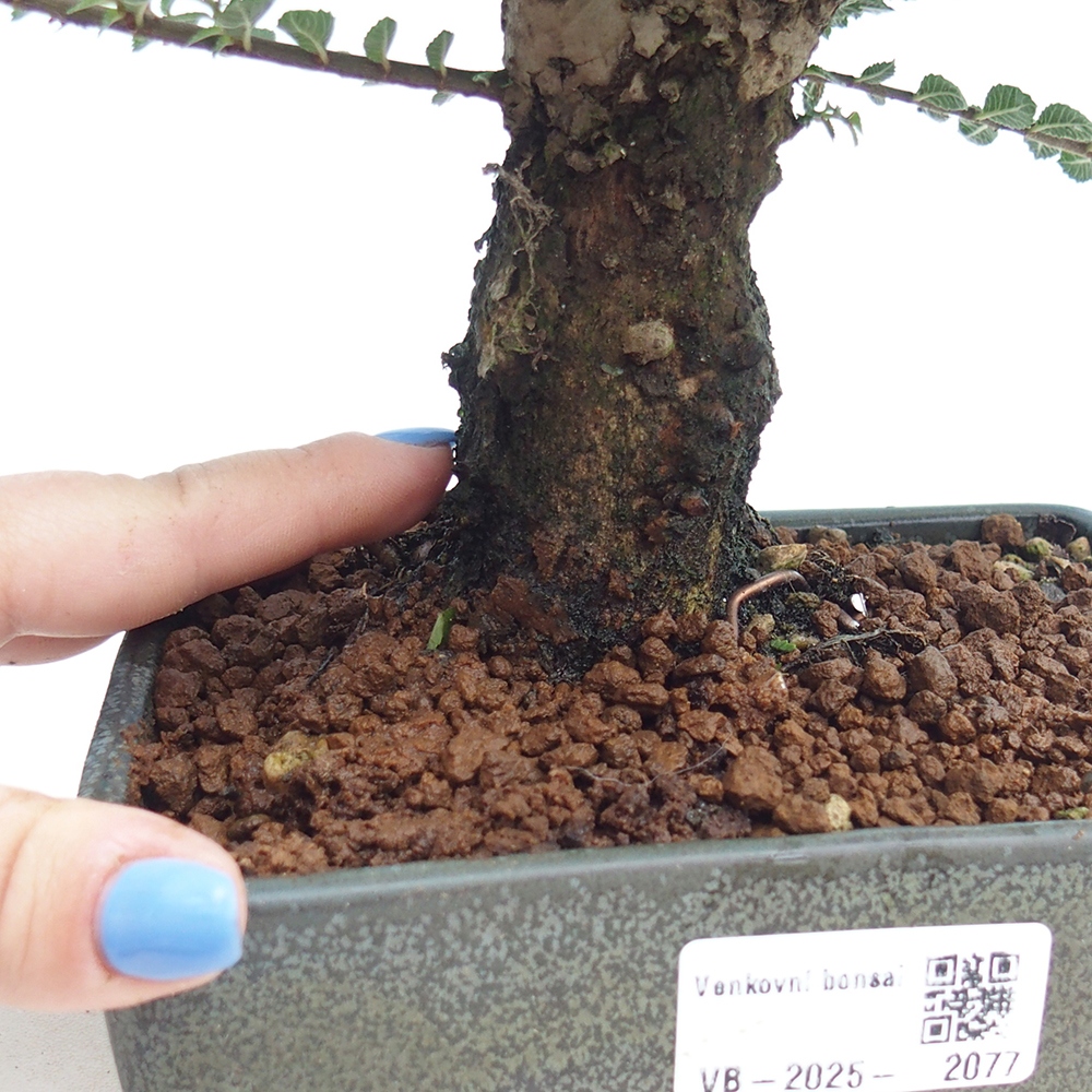 Vonkajší bonsai - Ulmus parvifolia Hokkaido - brest Čínsky
