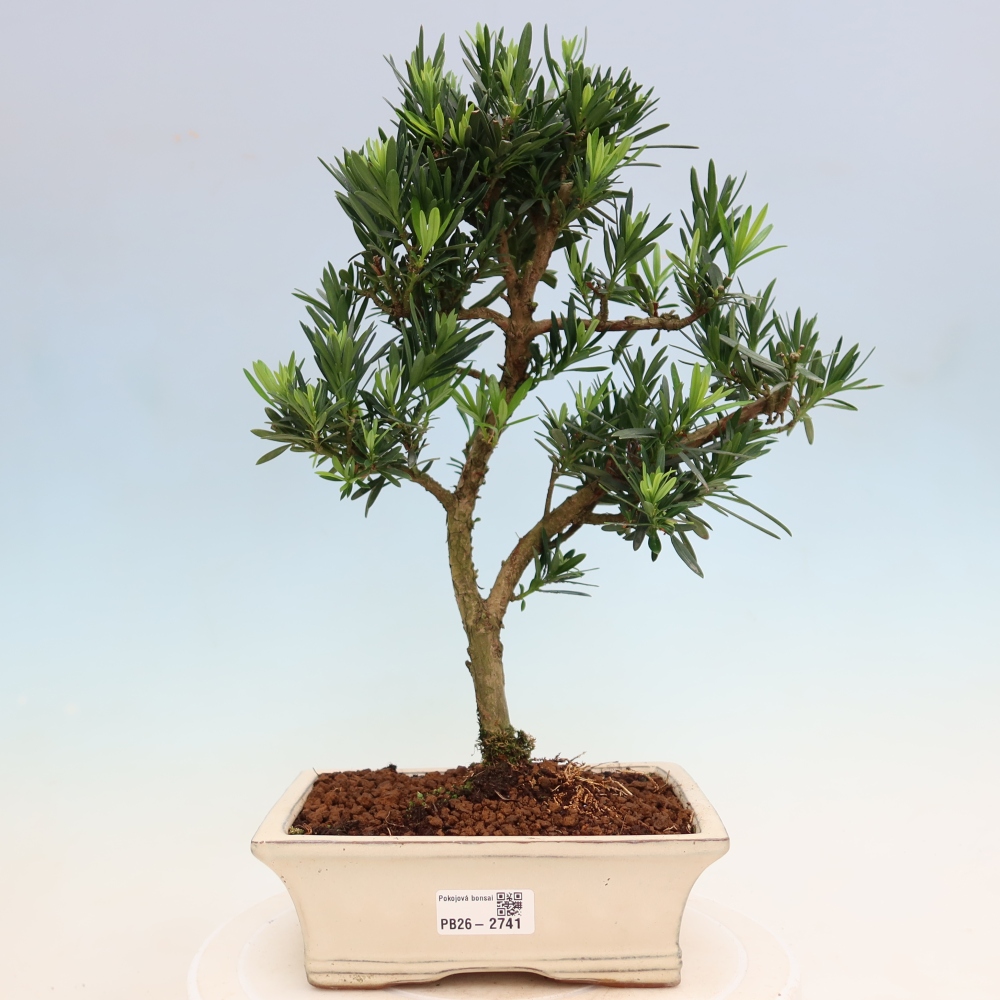 Izbové bonsaje - Podocarpus - Kamenný tis