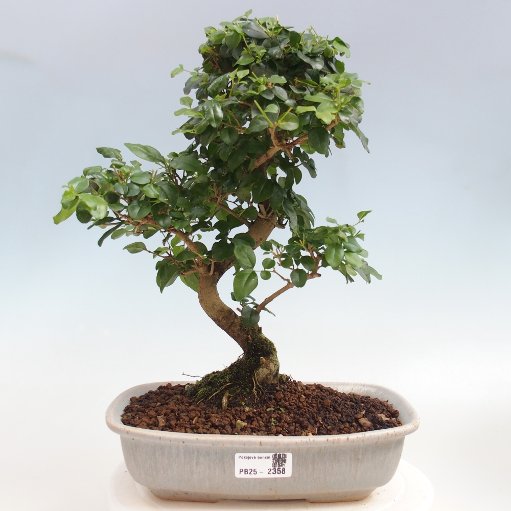 Izbová bonsai -Ligustrum chinensis - Vtáčí zob