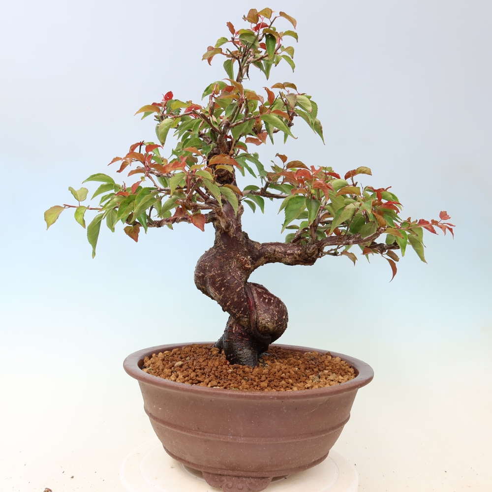 Vonkajšie bonsaje – Japonská marhuľa – Prunus Mume