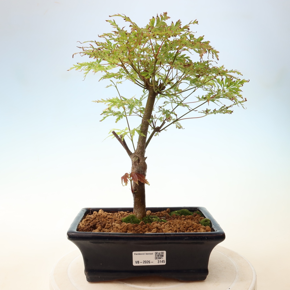 Vonkajší bonsai – Acer palmatum Dissectum – javor dlaňolistý 