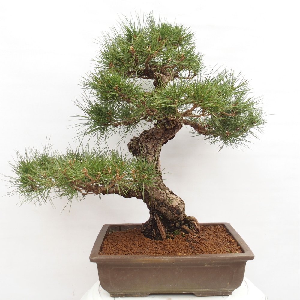 Vonkajšie bonsai - Pinus thunbergii - Borovica thunbergova