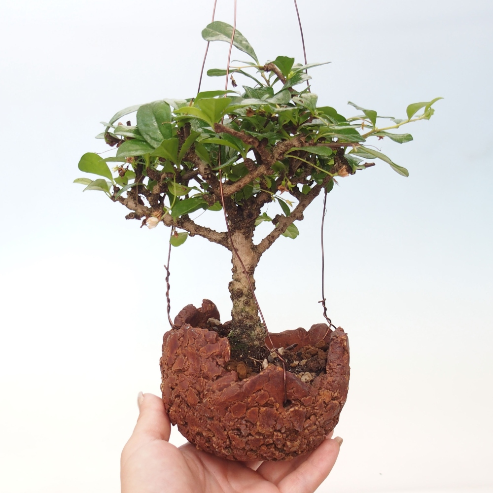 Kokedama v keramike - Čaj-fuki - Carmona macrophylla