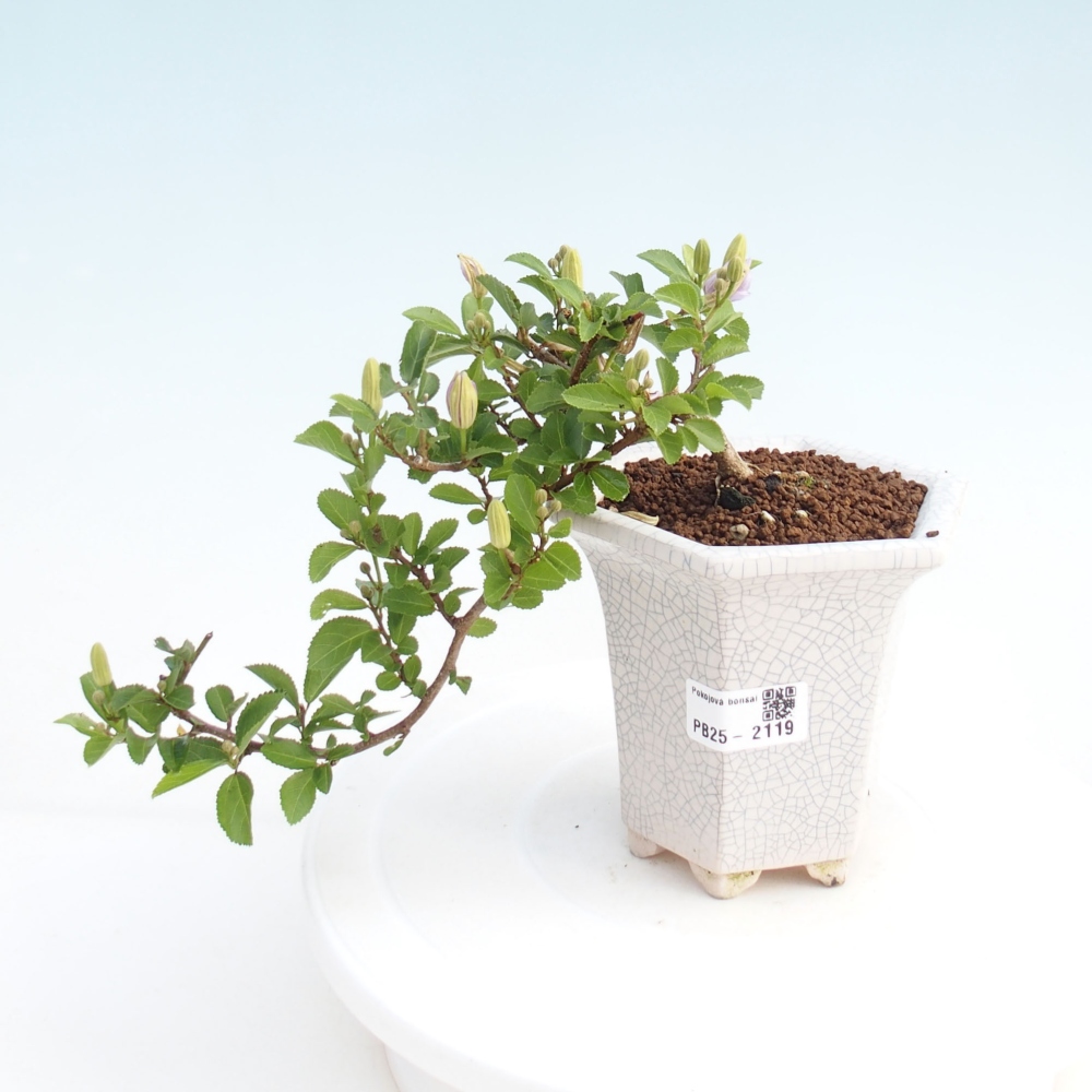 Izbová bonsai - Grewia occidentalis - Hviezdica levanduľová