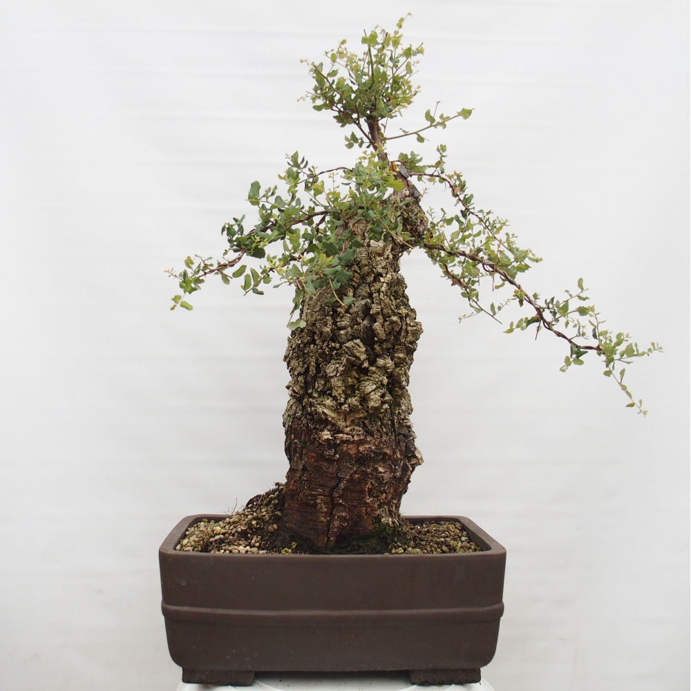 vonkajšie bonsai Quercus suber - Korkový dub