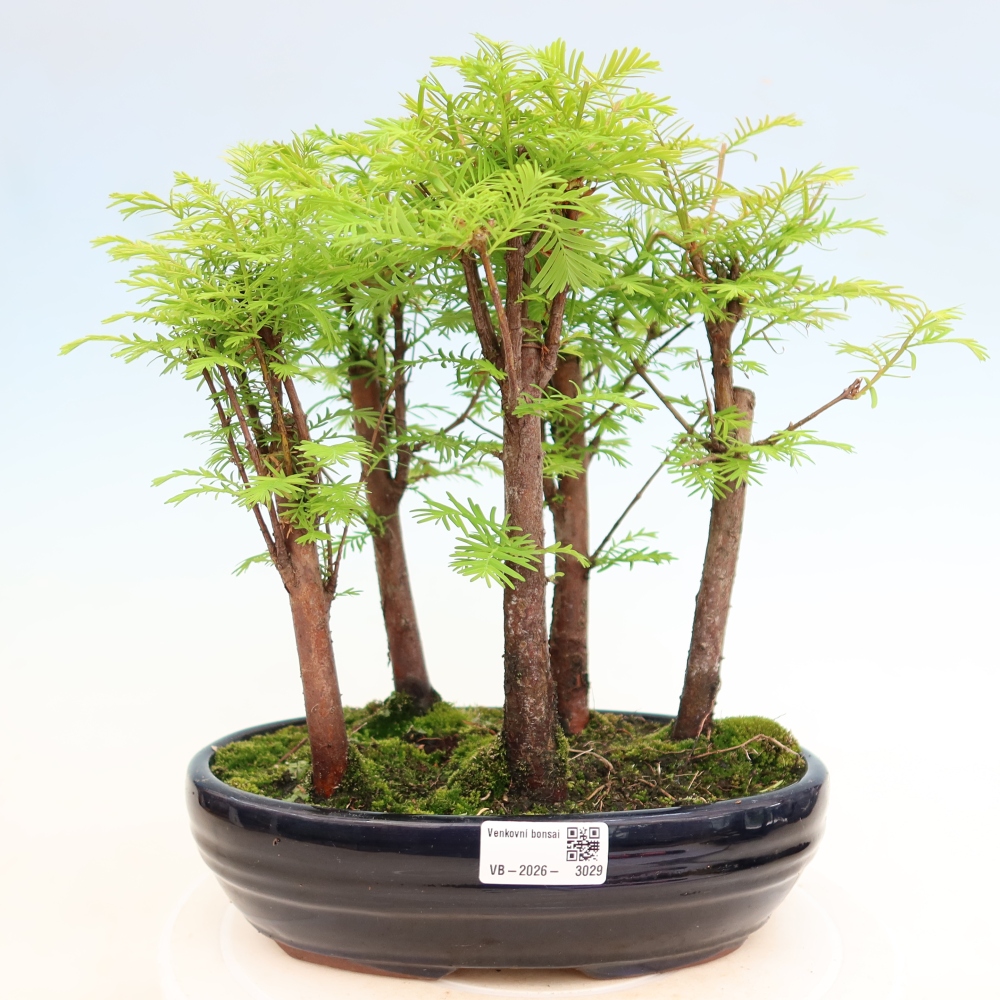 Vonkajší bonsai – Metasequoia glyptostroboides – čínska metasekvoja – hájik