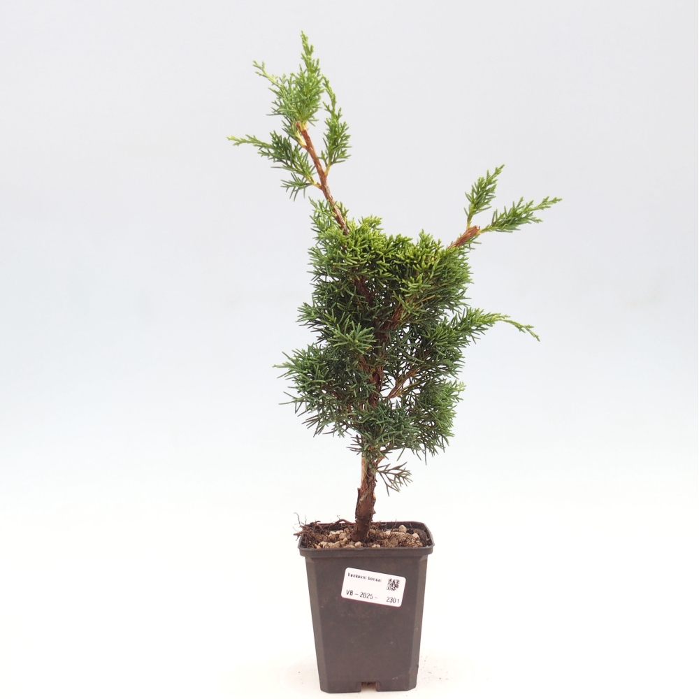 Vonkajšie bonsai - Juniperus chinensis Kishu -Jalovec čínsky