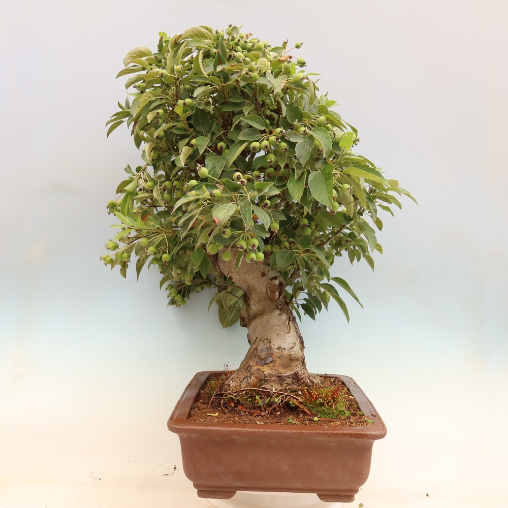 Vonkajší bonsai -Malus halliana - Maloplodá jabloň