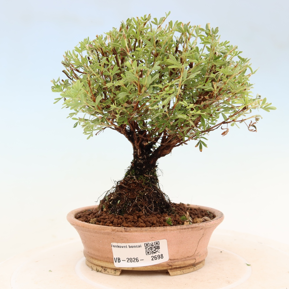Vonkajší bonsai – Potentila fruticosa – Goldkissen