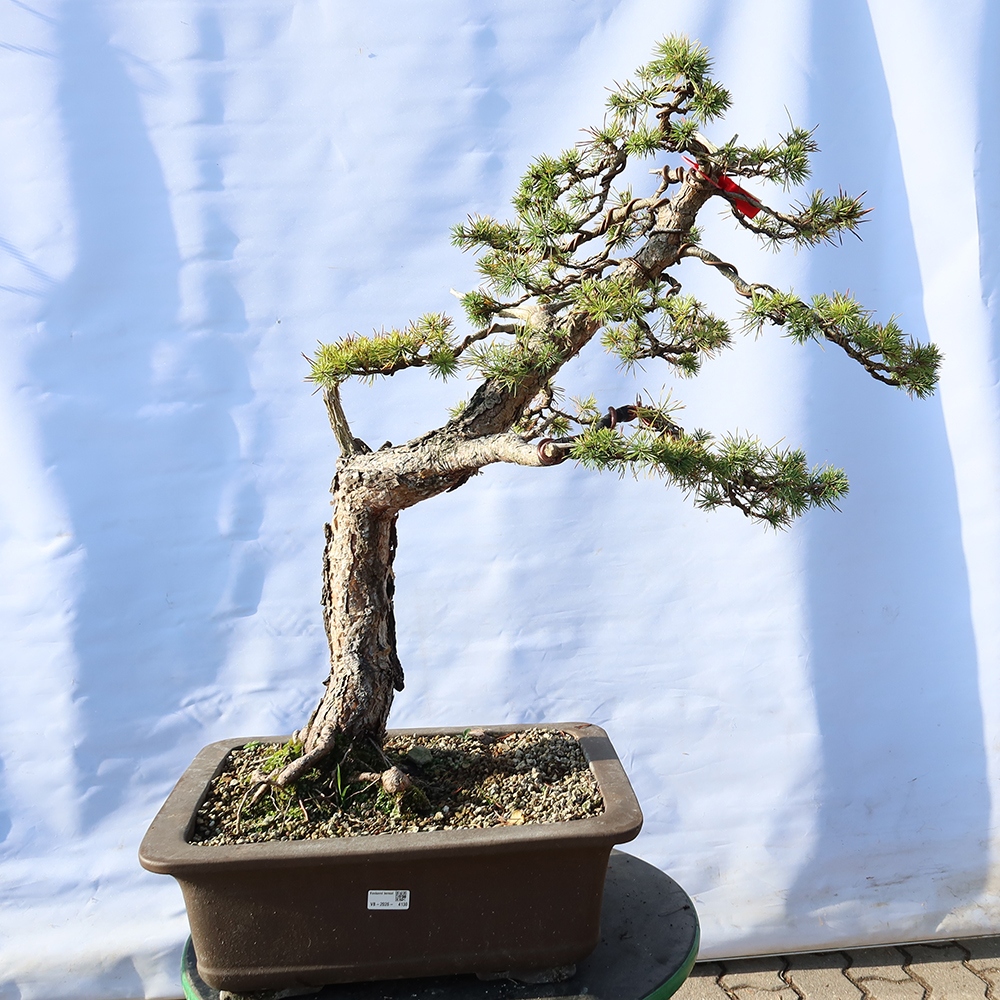 Pinus sylvestris Španielsko – borovica lesná