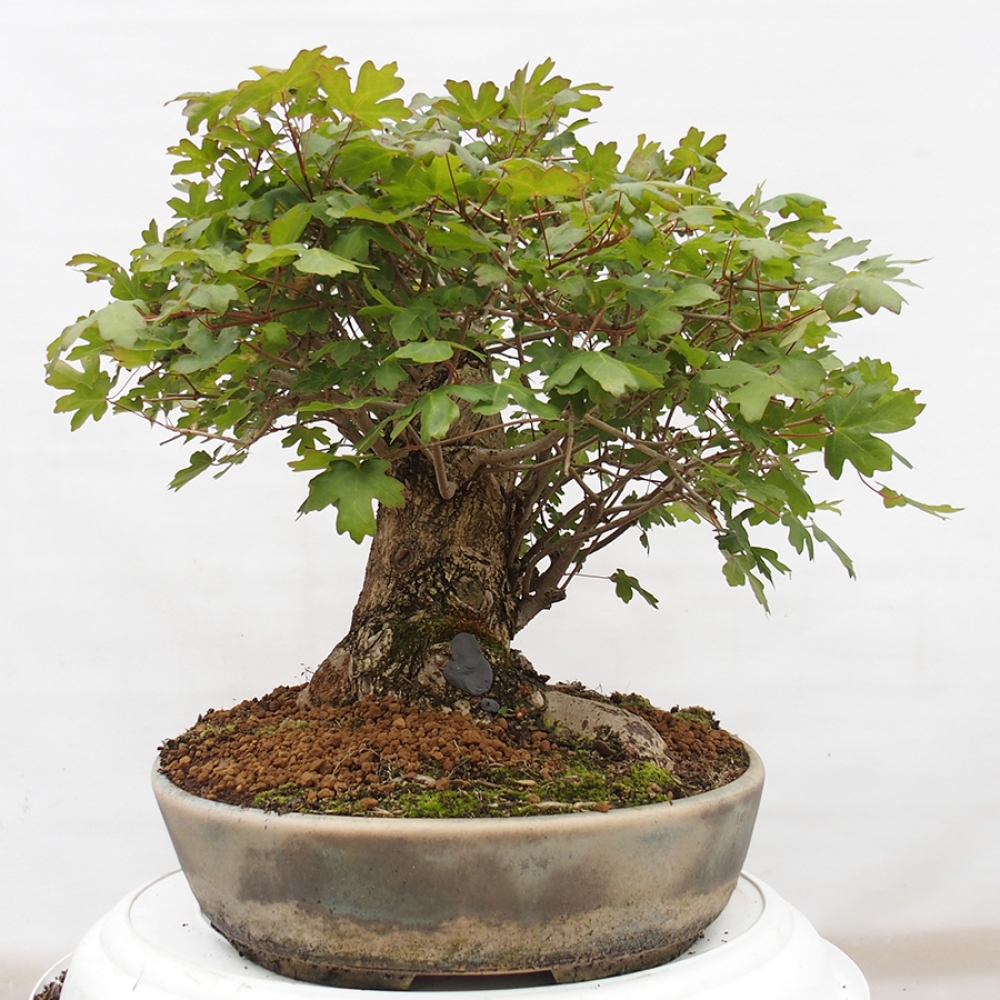 Vonkajší bonsai -Javor babyka - Acer campestre
