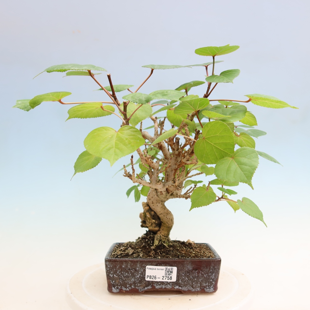 Izbový bonsaj - Hibiscus tiliaceus - Ibišek morský