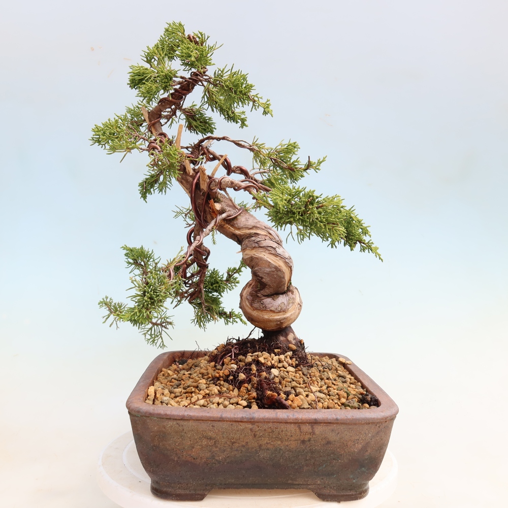Vonkajší bonsai – Juniperus chinensis Itoigawa – čínsky jalovec