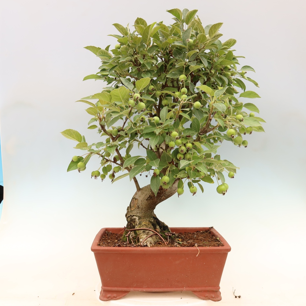 Vonkajšia bonsaj -Malus halliana - Malokvetá jabloň