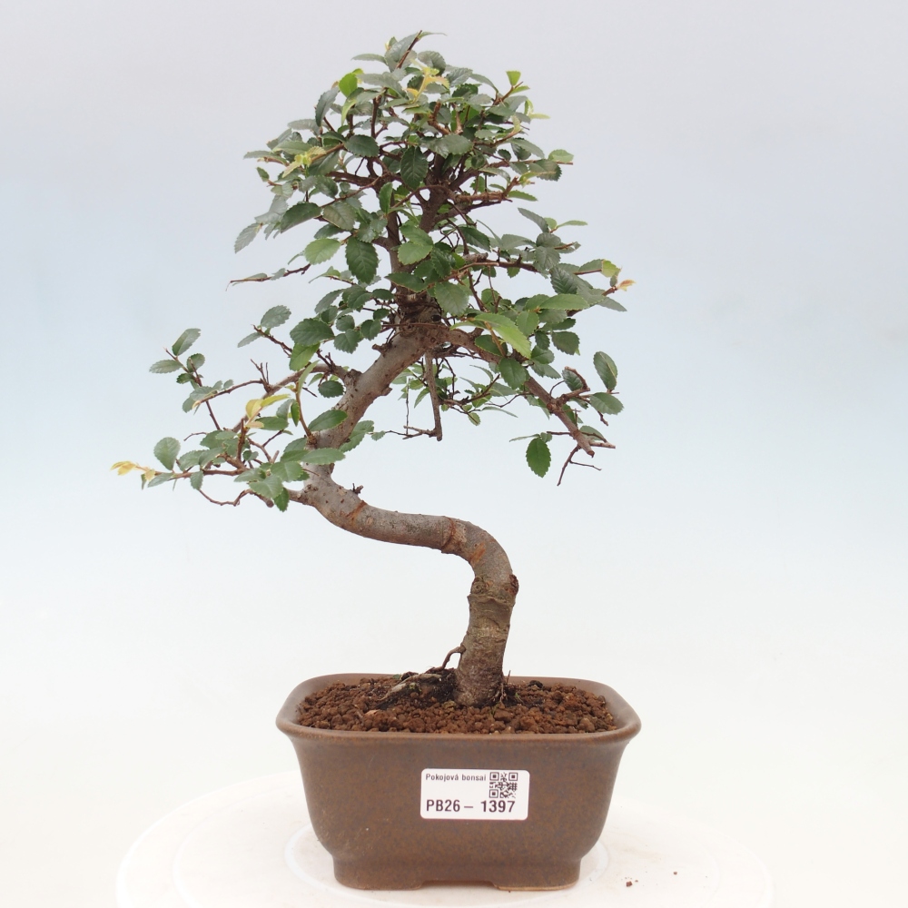 Izbový bonsaj - Ulmus parvifolia - brest malolistý