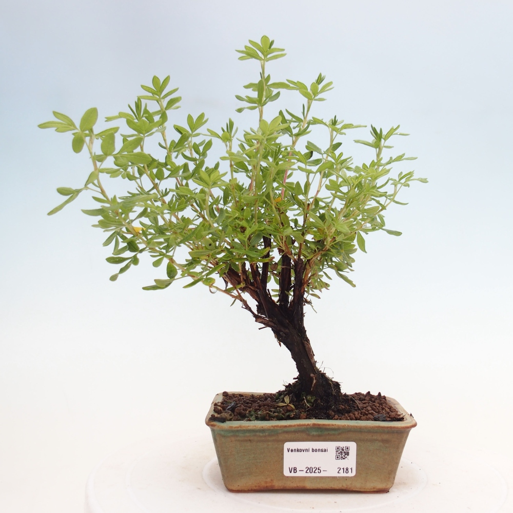 Vonkajšia bonsai-Nátržník krovitá - potentila fruticosa yellow Bird