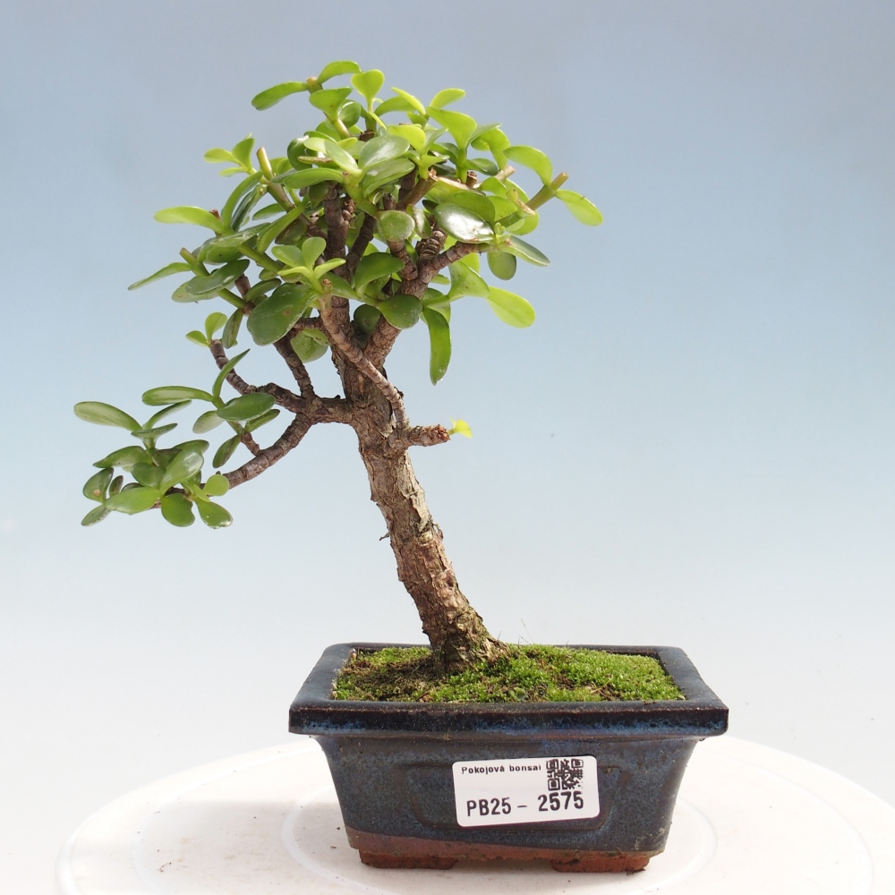 Izbová bonsai - Portulakaria Afra - Tlustice