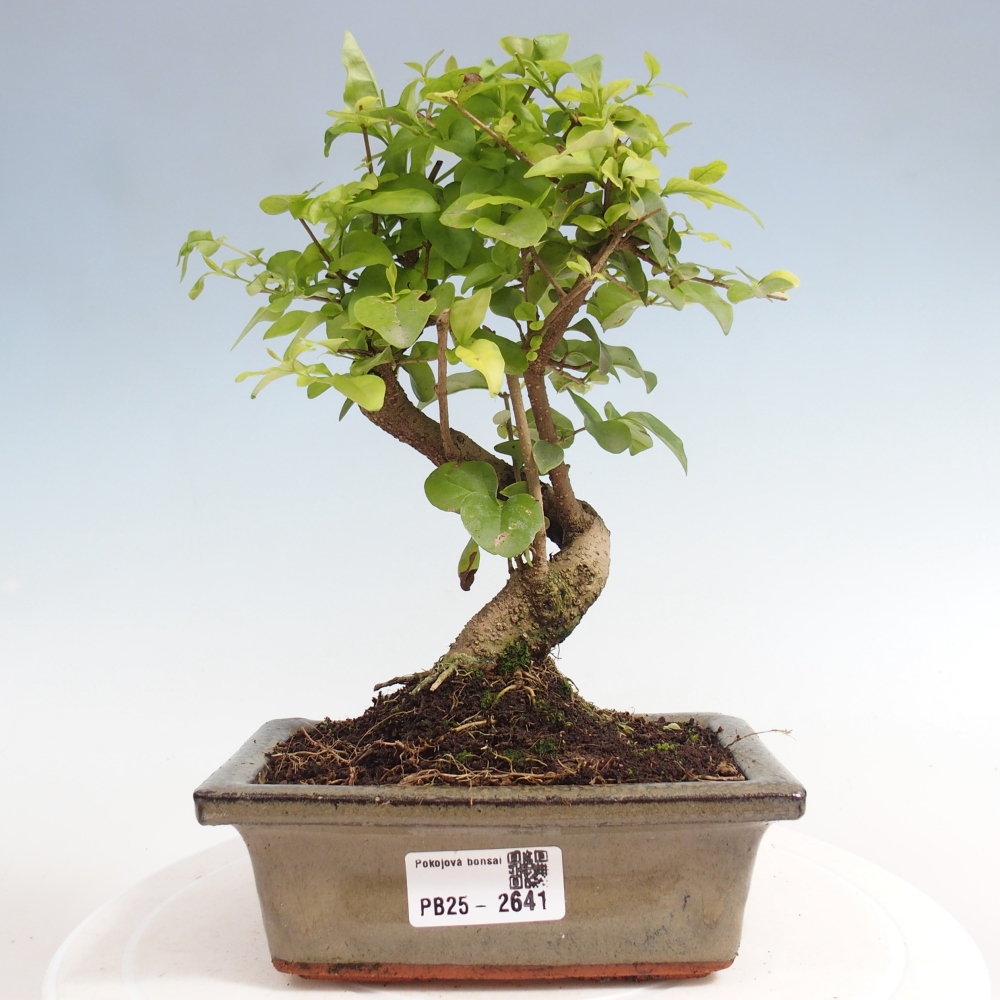 Izbová bonsai -Ligustrum chinensis - Vtáčí zob