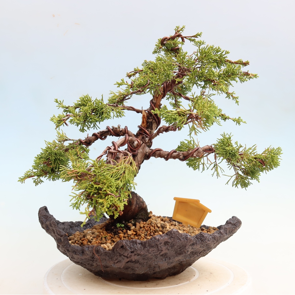 Vonkajší bonsai – Juniperus chinensis Itoigawa – čínsky jalovec