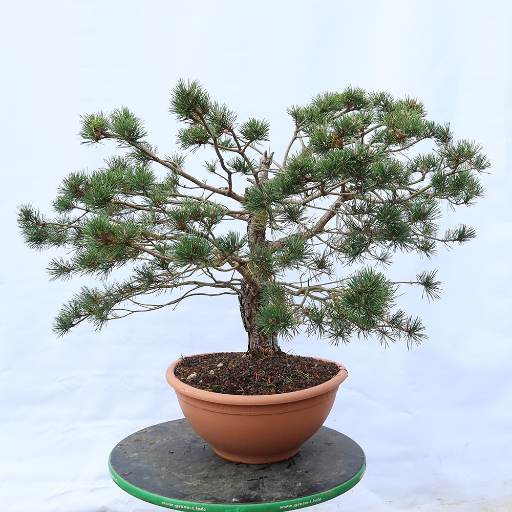 Pinus sylvestris Španielsko – borovica lesná