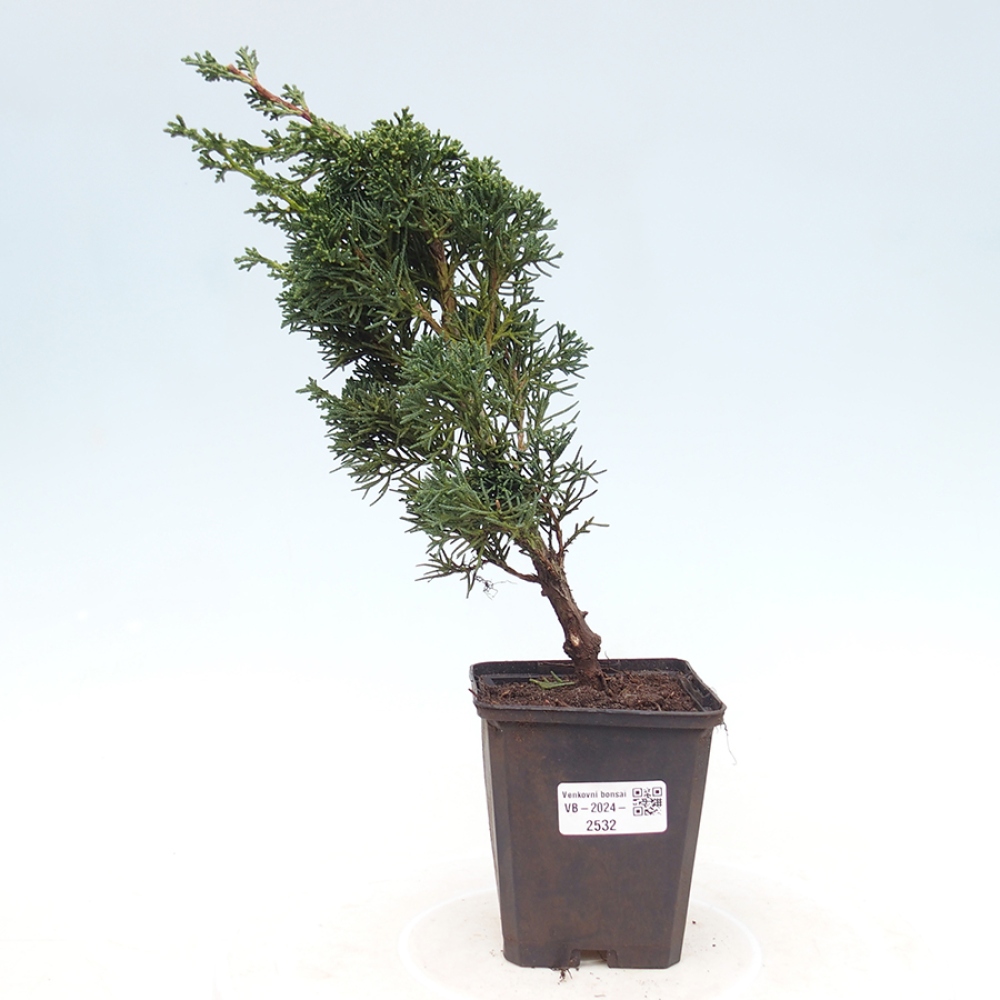 Vonkajšie bonsai - Juniperus chinensis Kishu -Jalovec čínsky