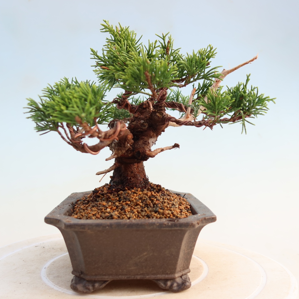 Vonkajší bonsai - Juniperus chinensis Itoigawa -Jalovec čínsky