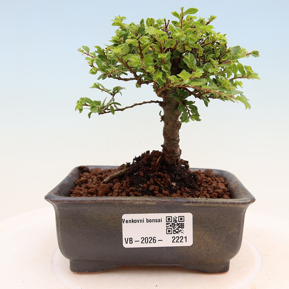 Vonkajší bonsai – Ulmus parvifolia Sagei – javor malolistý