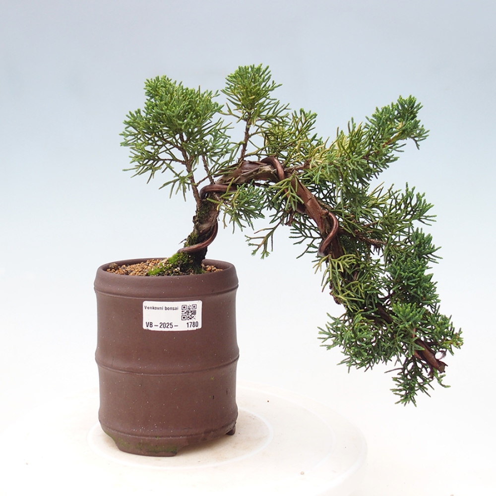Vonkajší bonsai - Juniperus chinensis Kishu -Jalovec čínsky