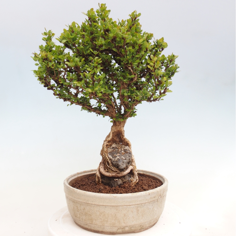 Vonkajšie bonsaje - Berberis coreana