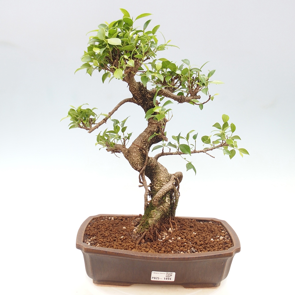 Izbová bonsai - Ficus kimmen - malolistý fikus