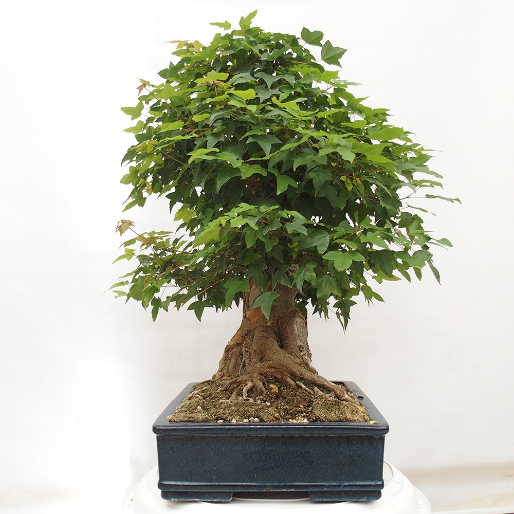 Vonkajšie bonsai - Javor Buergerianum - Javor Burgerův