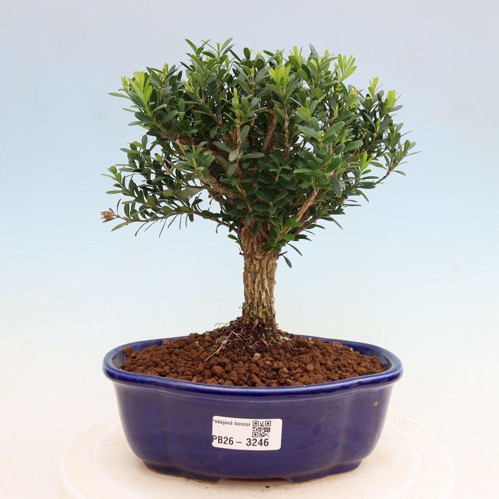 Izbové bonsaje - Buxus harlandii - korkový buxus