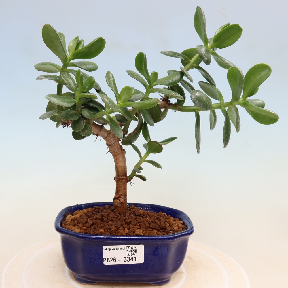 Izba bonsai – Crassula ovata