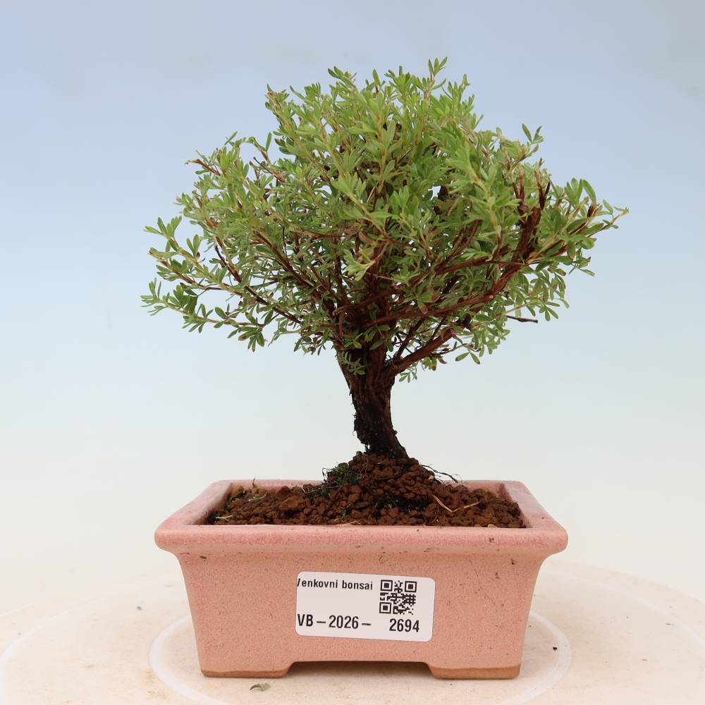 Vonkajší bonsai – Potentila fruticosa – Goldkissen
