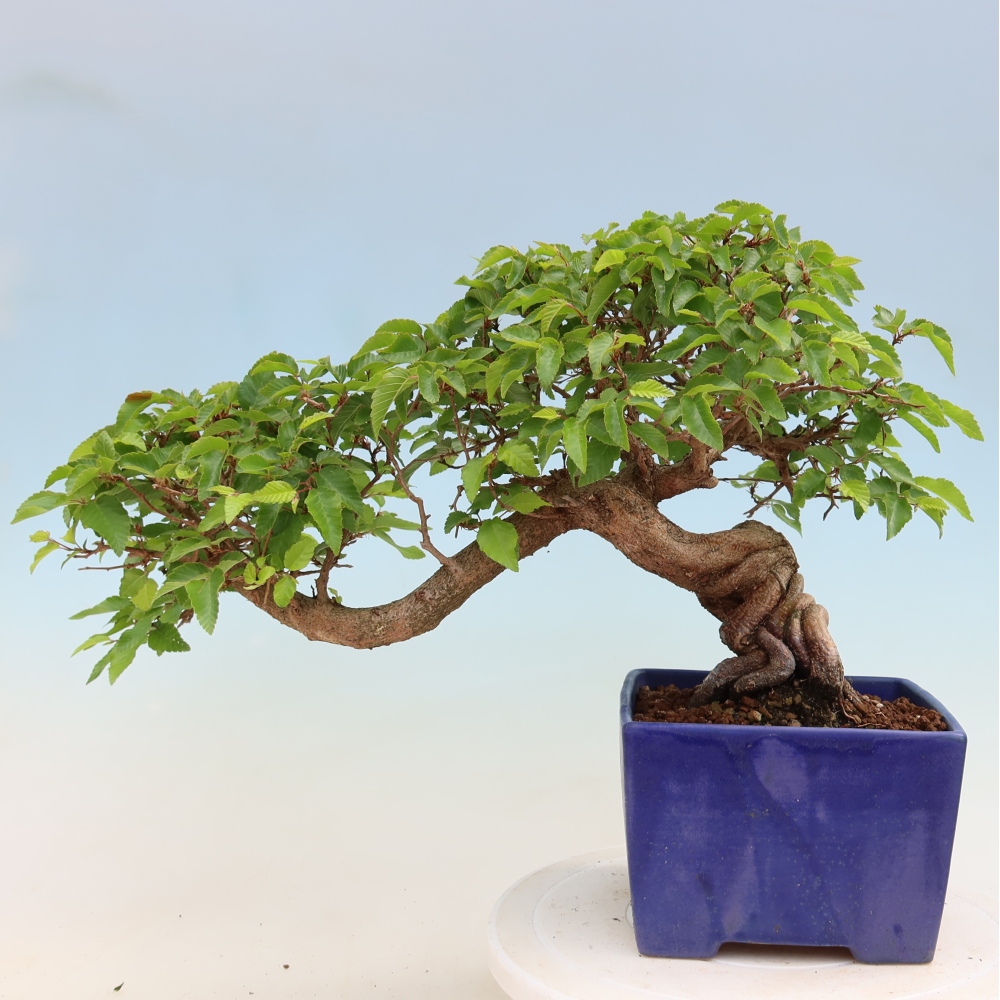 Vonkajší bonsaj -Carpinus coreana - Hrab kórejský