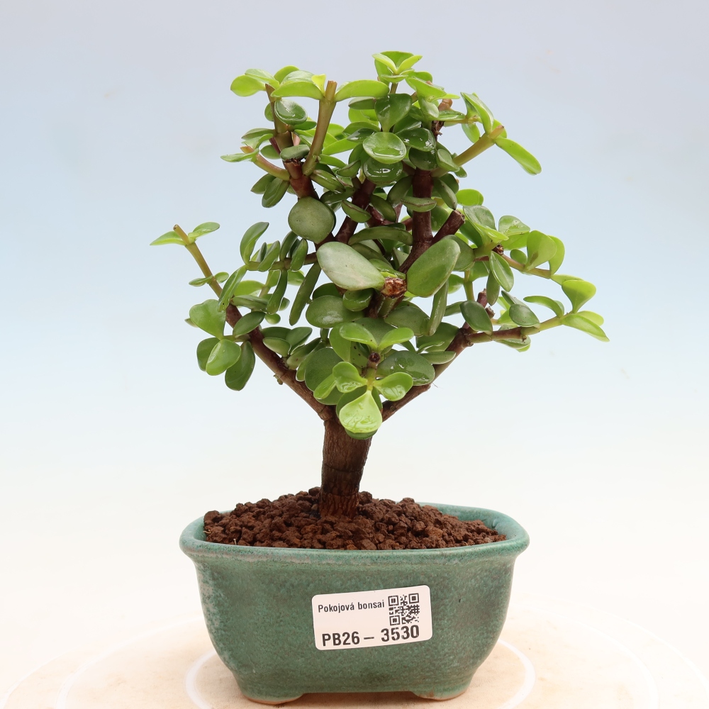 Izbové bonsaje - Portulakaria Afra - Tlustice