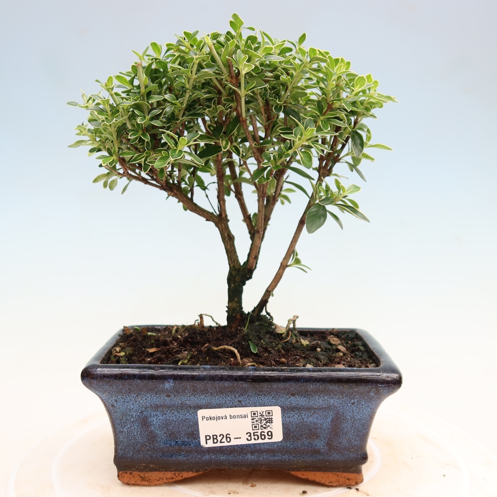 Izba bonsai – Serissa foetida Variegata – Strom tisíc hviezd