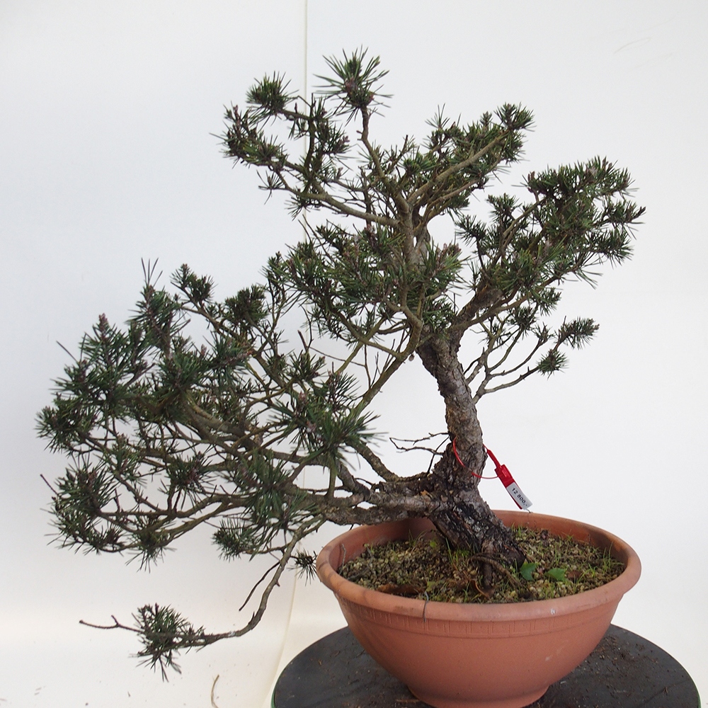 Yamadori - Pinus sylvestris Španielsko