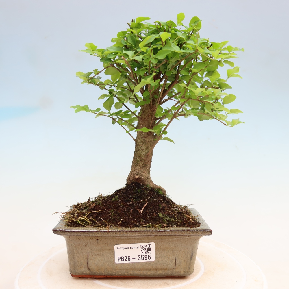 Izbový bonsaj -Ligustrum chinensis - Vtáčí zobák